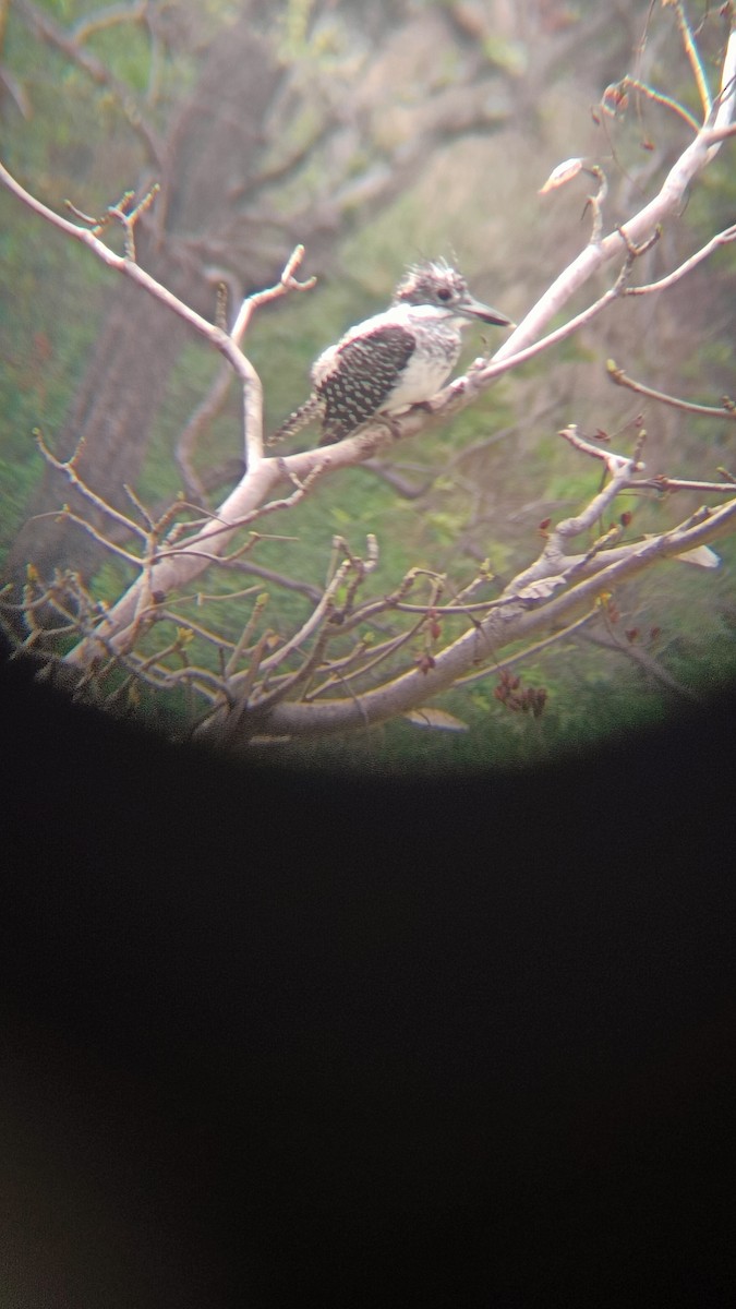 Crested Kingfisher - ML620162105