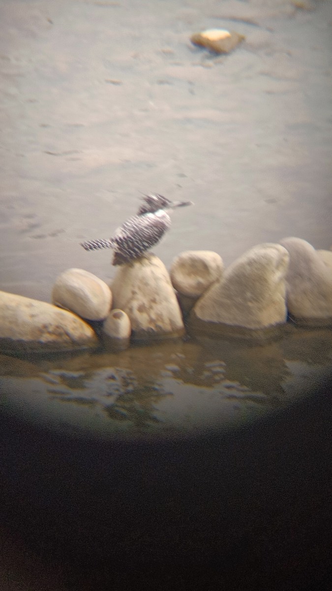 Crested Kingfisher - ML620162108