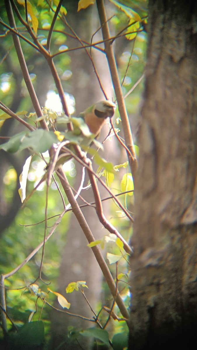 Red-breasted Parakeet - ML620162116