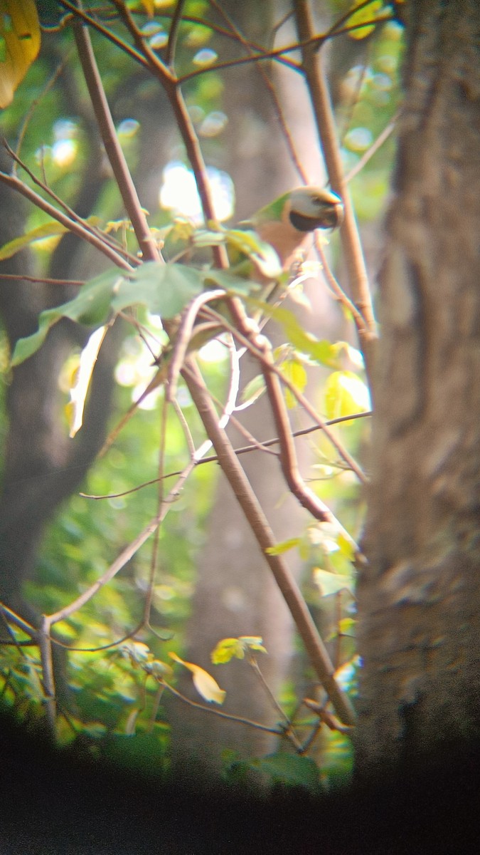 Red-breasted Parakeet - ML620162117