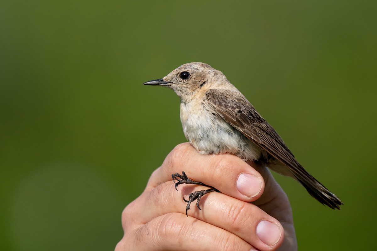 Western/Eastern Black-eared Wheatear - ML620162121