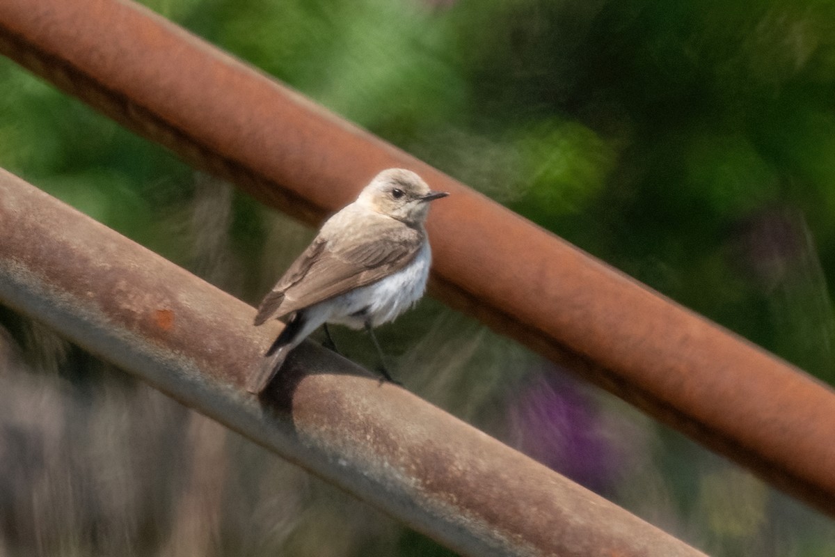 Western/Eastern Black-eared Wheatear - ML620162122