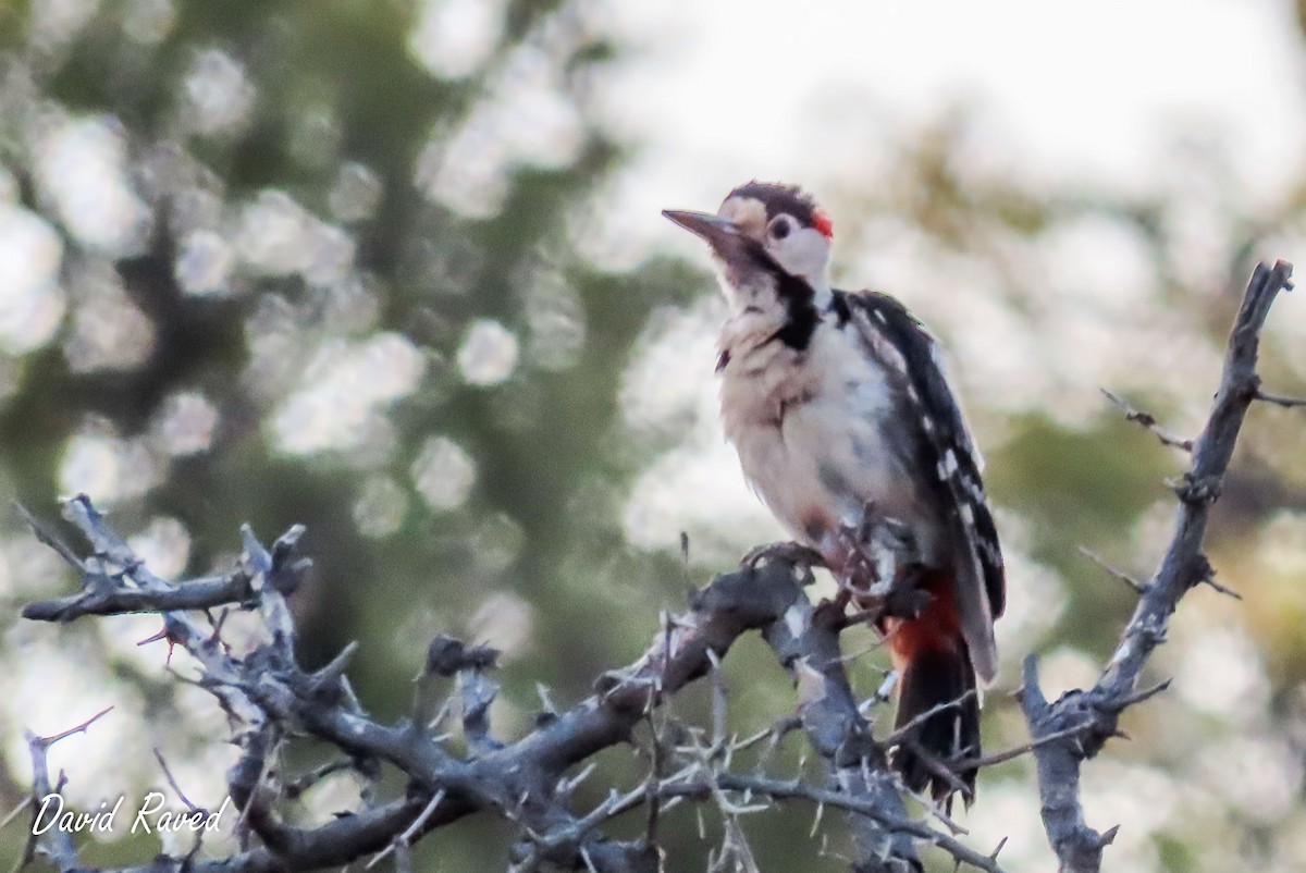 Syrian Woodpecker - ML620162123