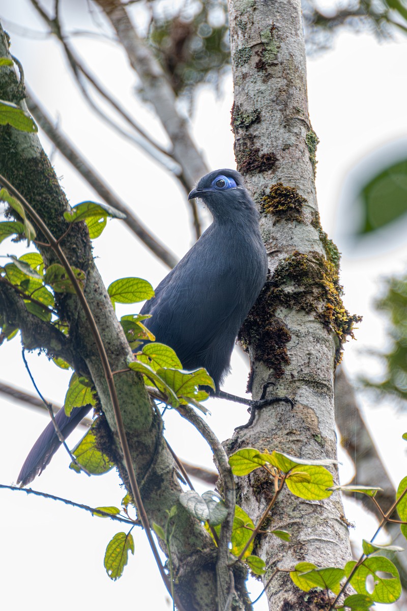 Blue Coua - ML620162136