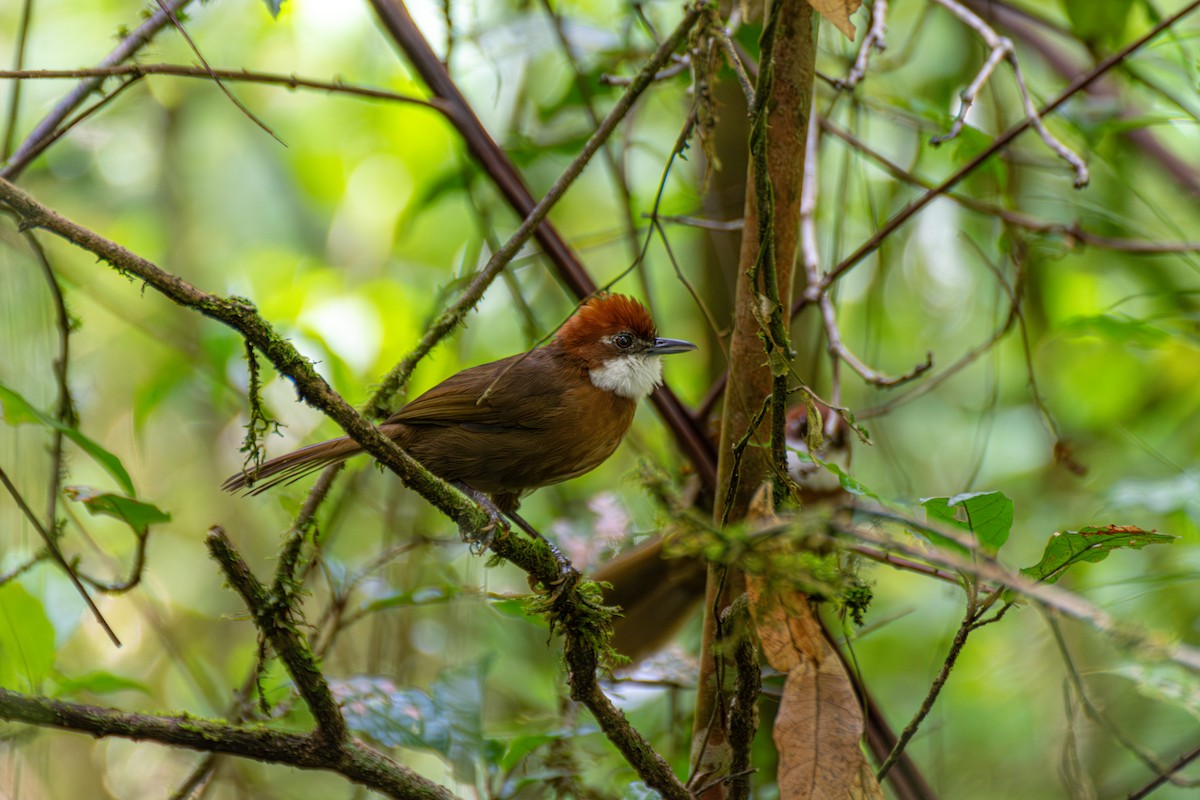 White-throated Oxylabes - ML620162140