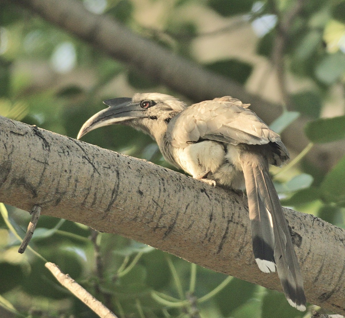 Indian Gray Hornbill - ML620162145