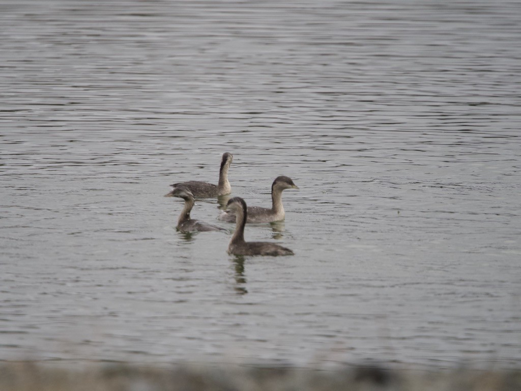 Hoary-headed Grebe - ML620162151