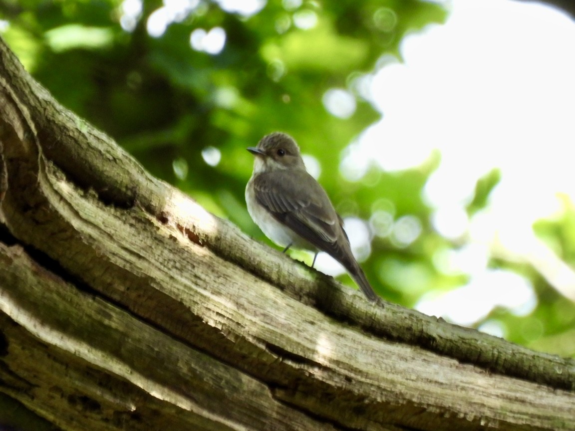 Spotted Flycatcher - ML620162152