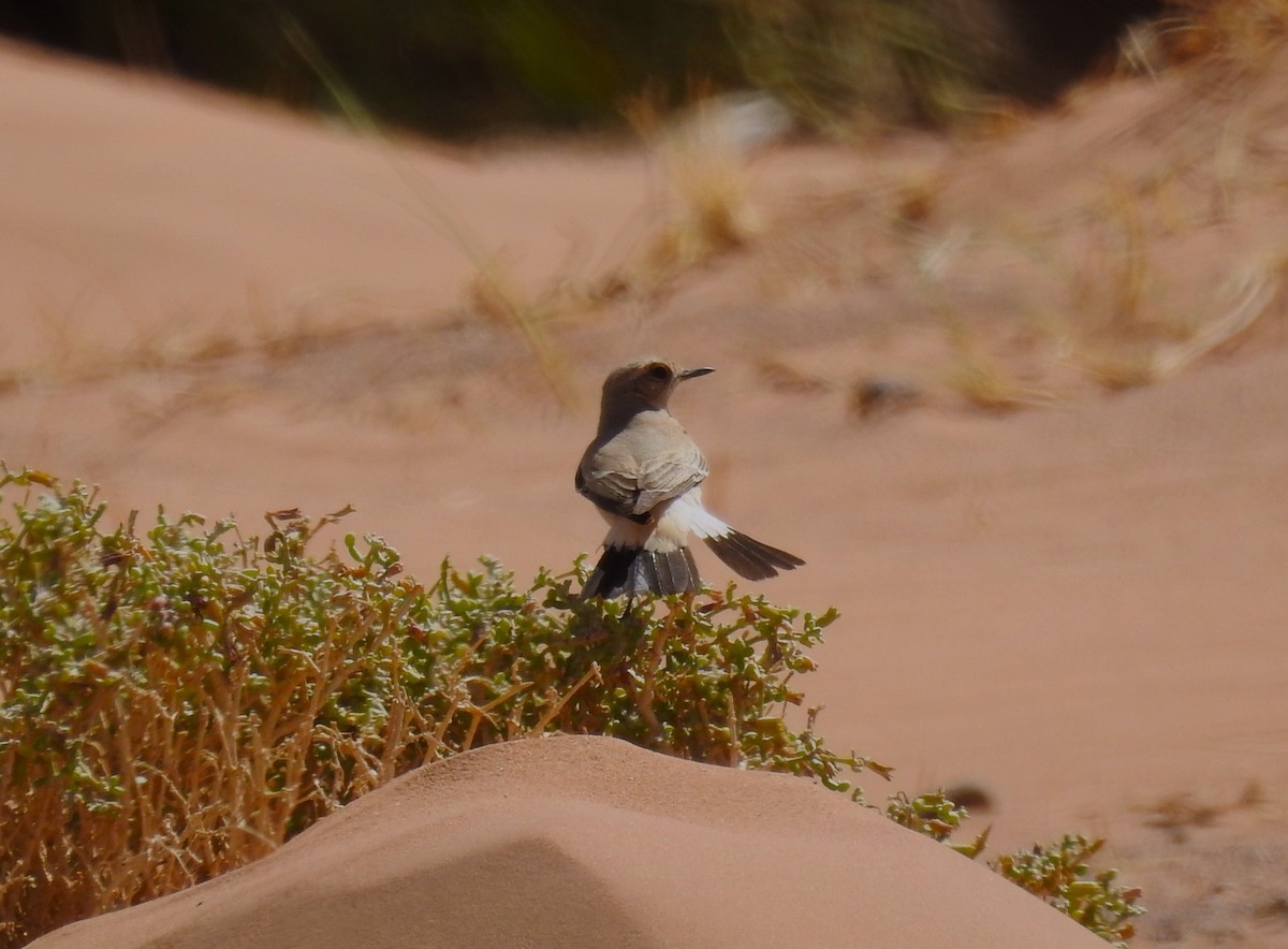 Desert Wheatear - ML620162163