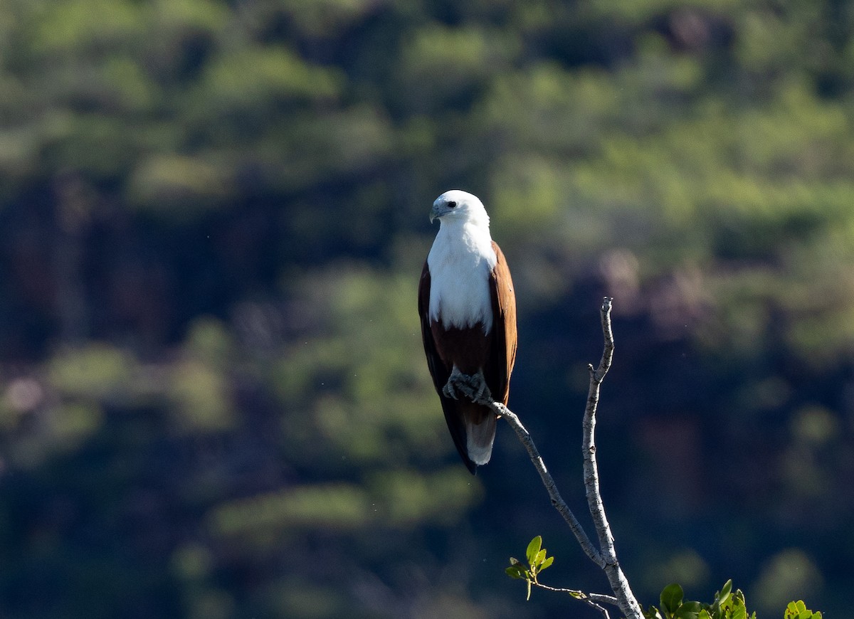 Brahminy Kite - ML620162167