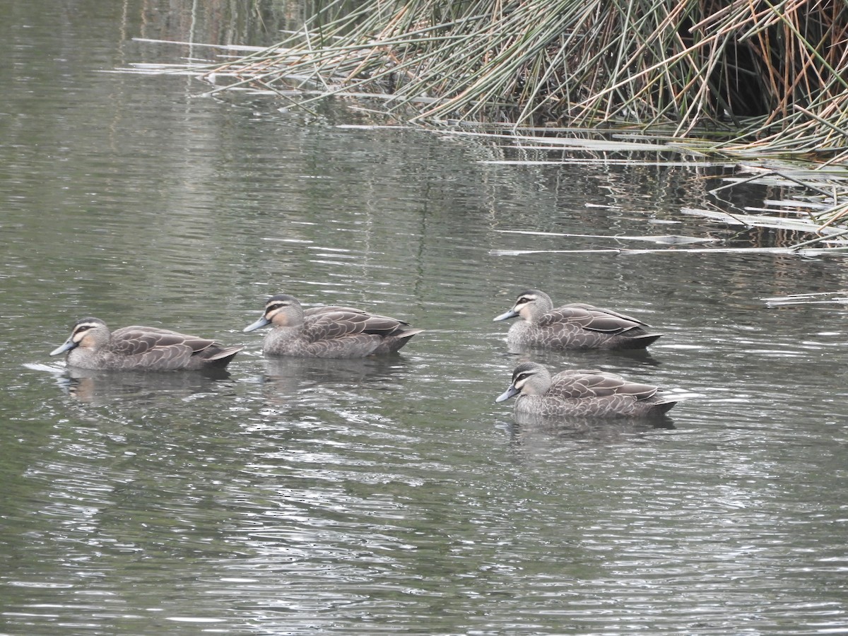 Canard à sourcils - ML620162171