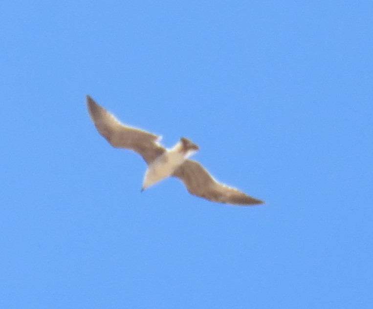Одуэнова чайка - ML620162173
