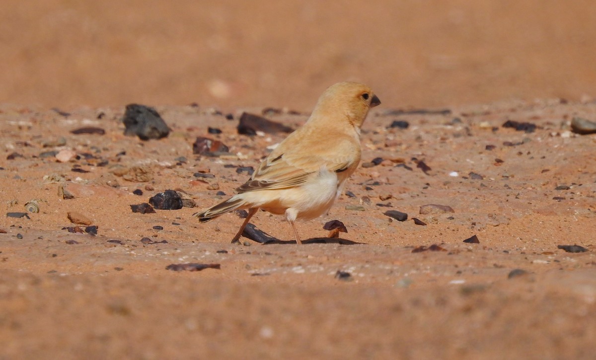Desert Sparrow - ML620162178