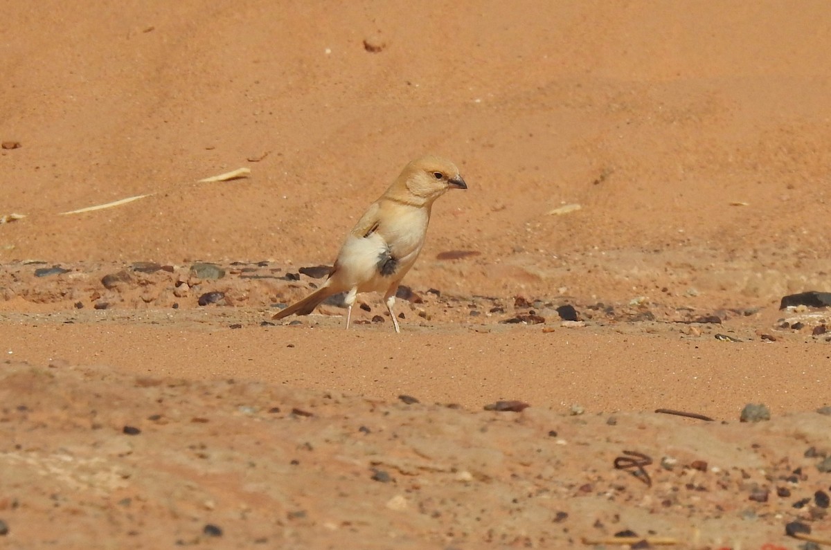 Desert Sparrow - ML620162180