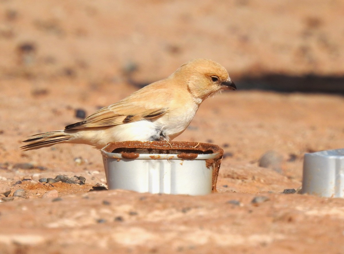 Desert Sparrow - ML620162181