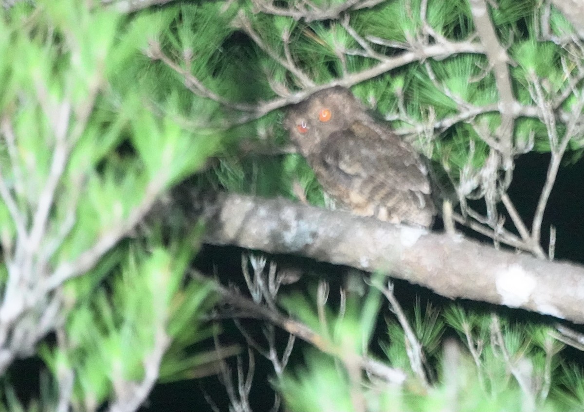 Japanese Scops-Owl - ML620162187