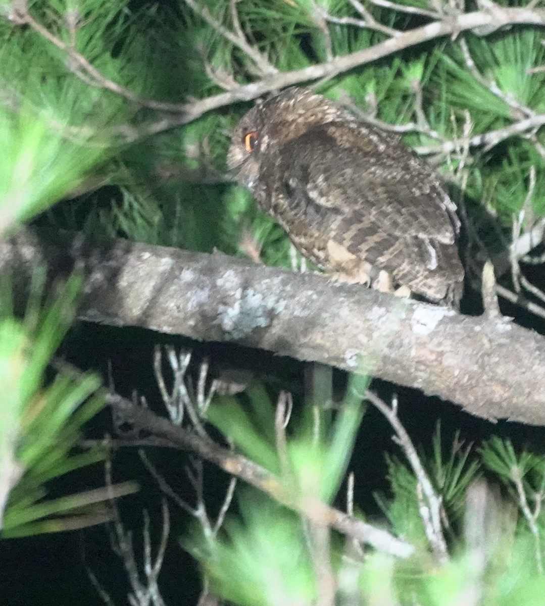 Japanese Scops-Owl - ML620162189