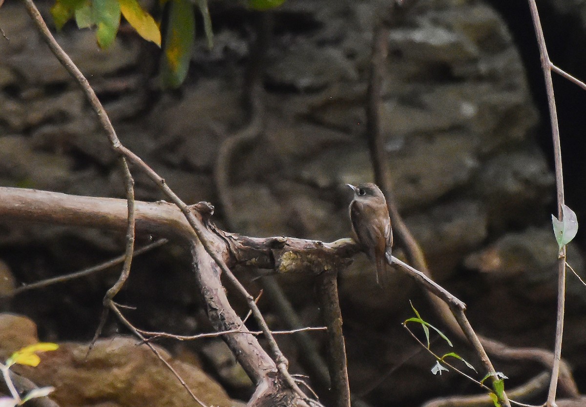 Brown-breasted Flycatcher - ML620162199
