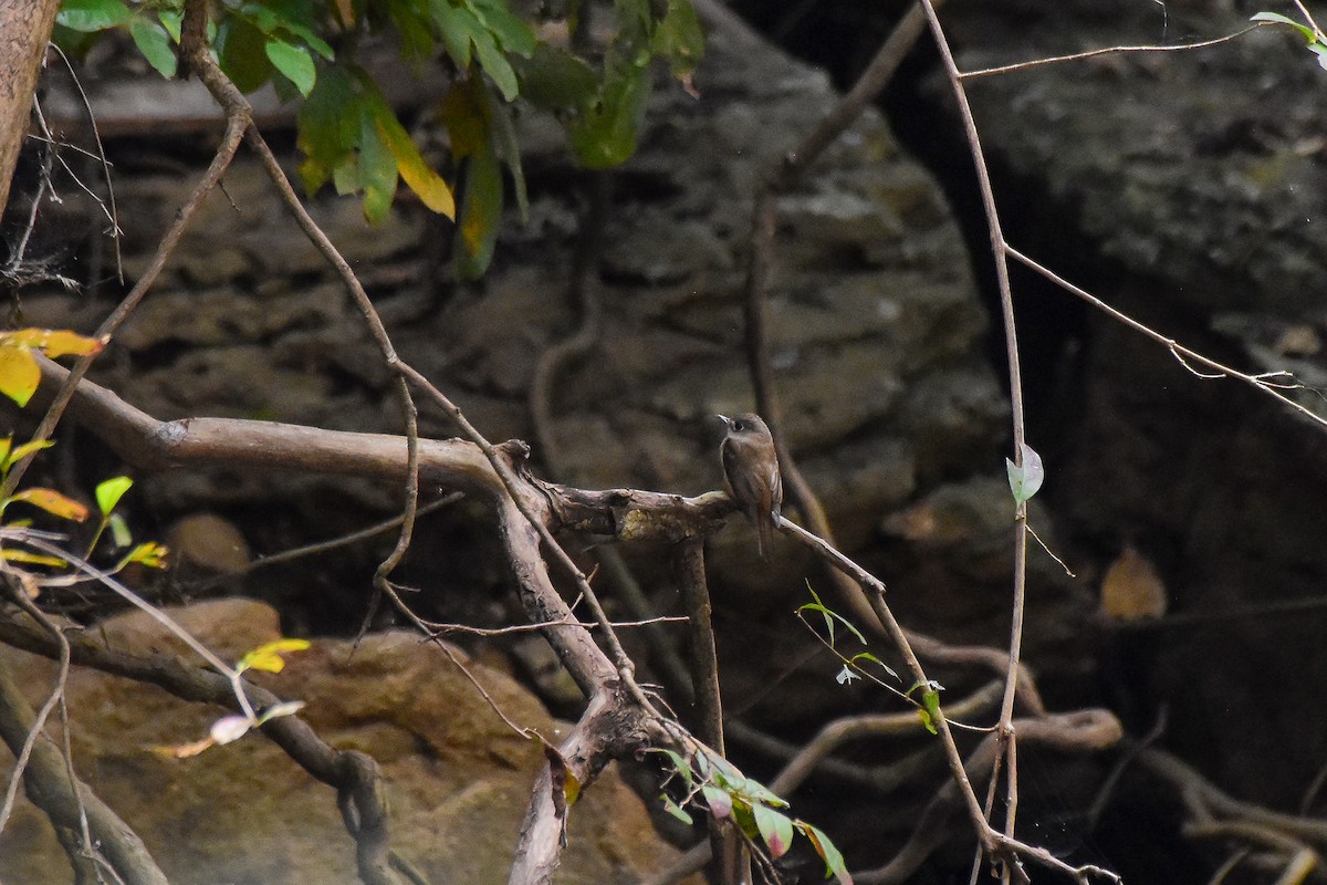 Brown-breasted Flycatcher - ML620162200