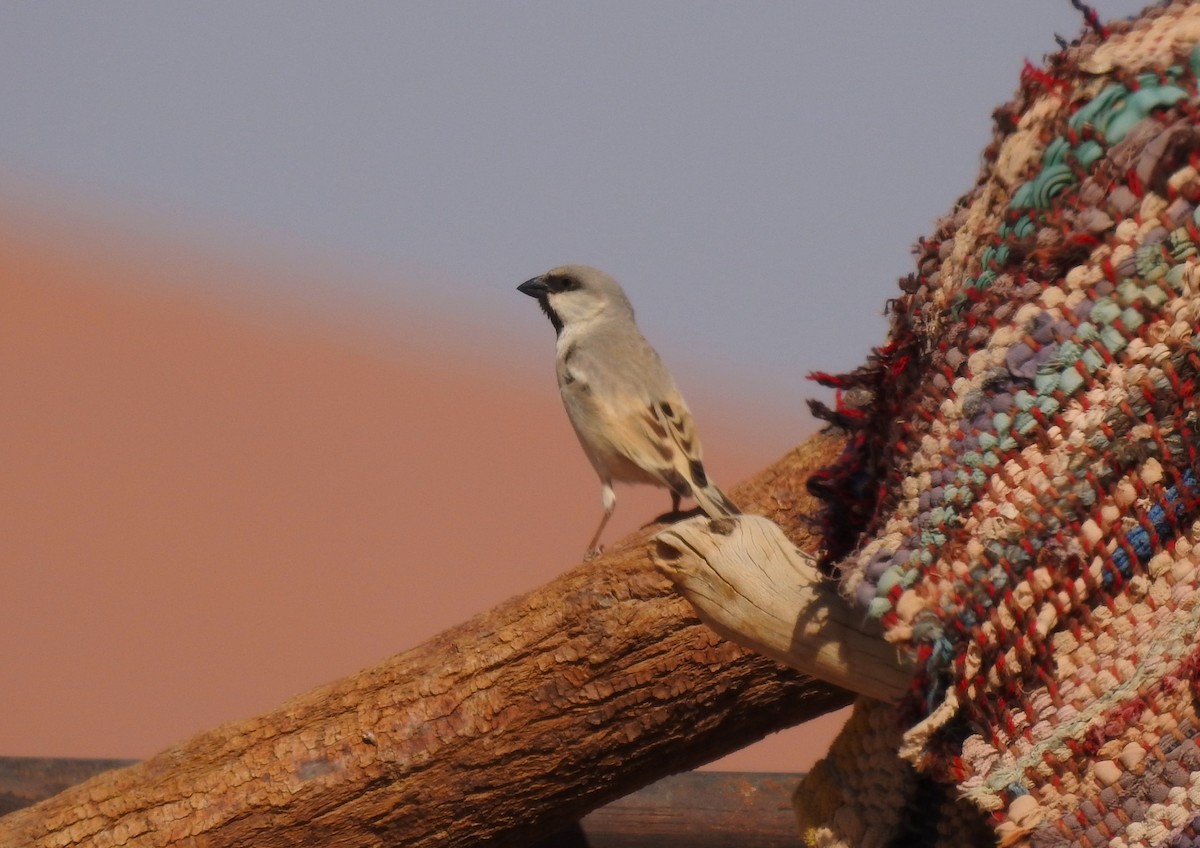 Desert Sparrow - ML620162207