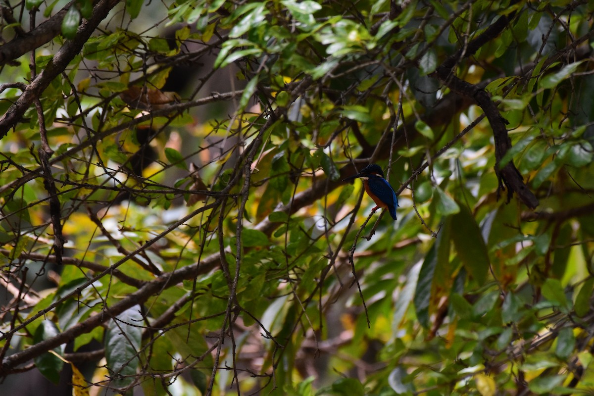 Common Kingfisher - ML620162209