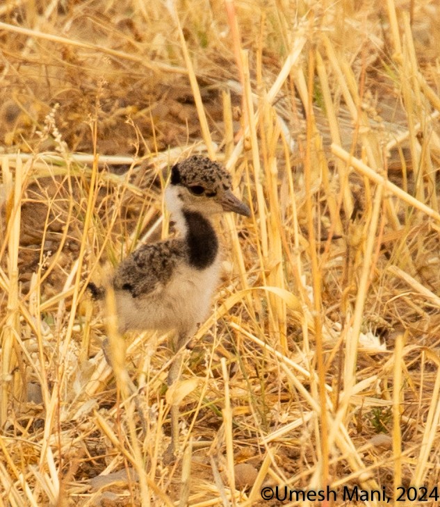 Red-wattled Lapwing - ML620162228