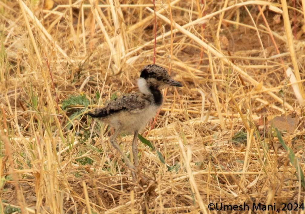 Red-wattled Lapwing - ML620162229