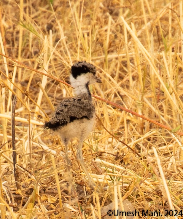 Red-wattled Lapwing - ML620162230