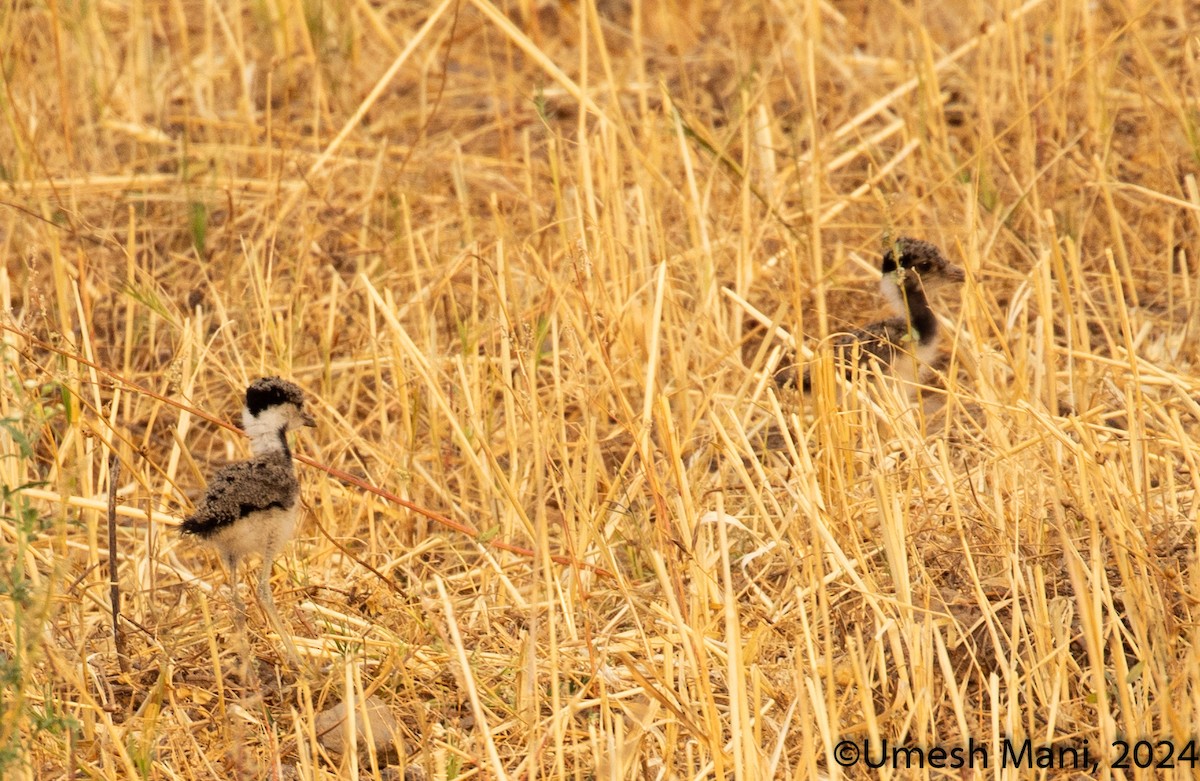 Red-wattled Lapwing - ML620162231