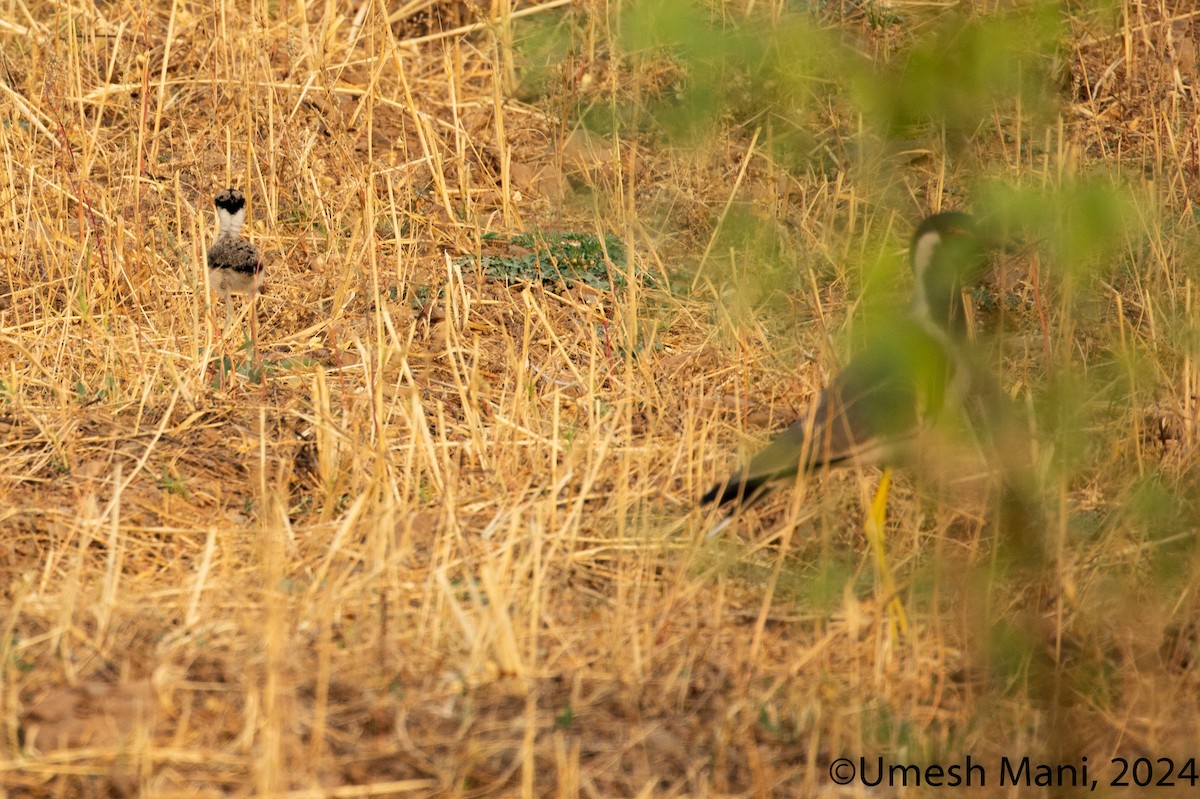 Red-wattled Lapwing - ML620162232