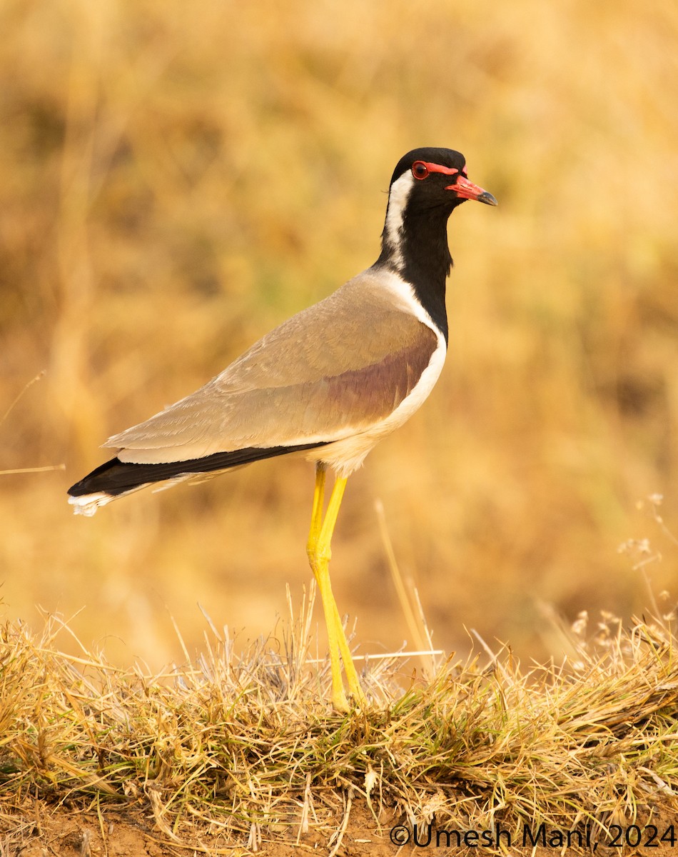 Red-wattled Lapwing - ML620162233