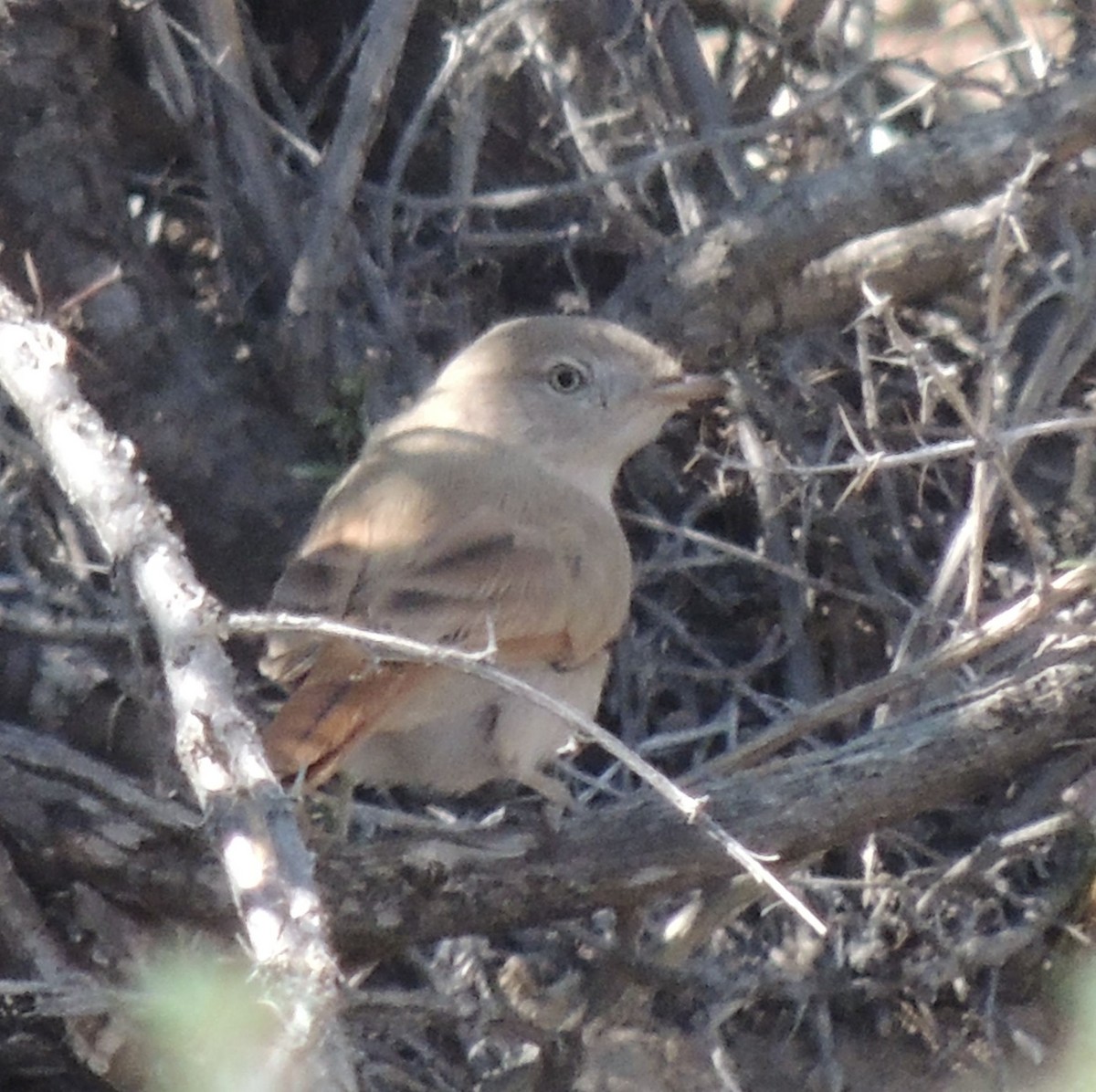 Asian Desert Warbler - ML620162235