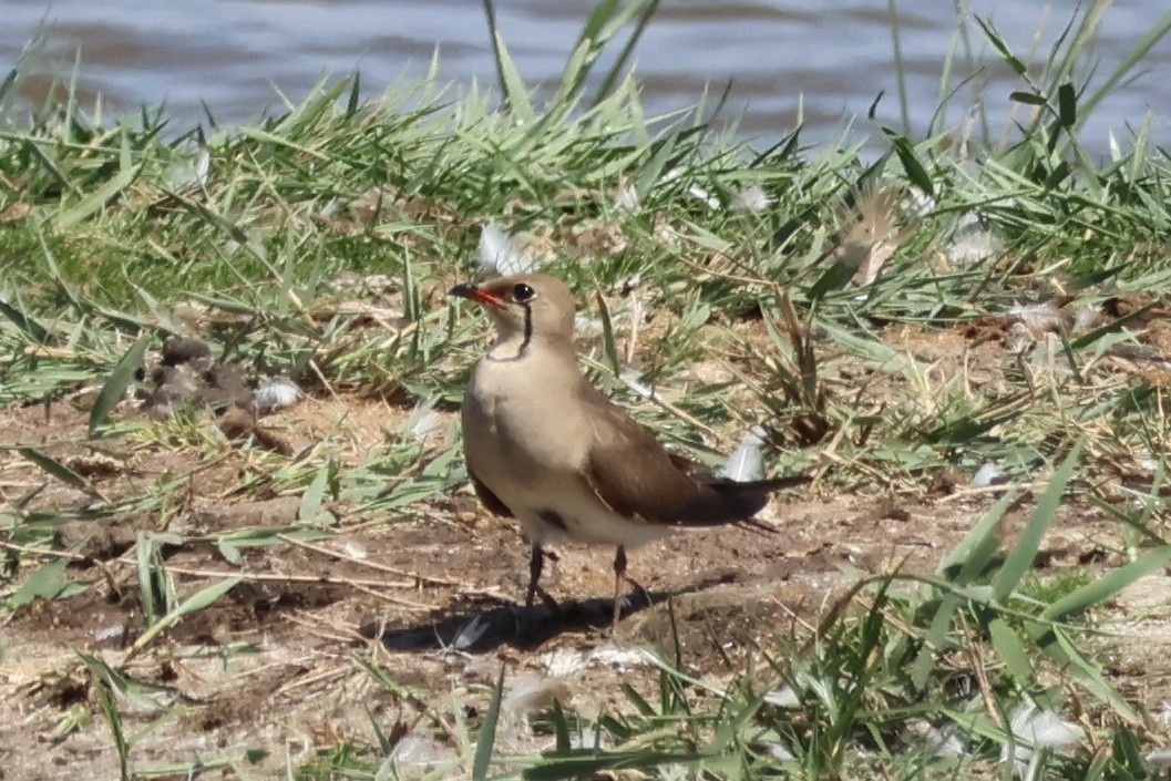 Collared Pratincole - ML620162239