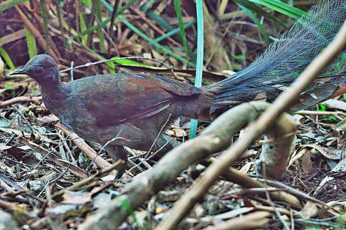 Superb Lyrebird - ML620162259