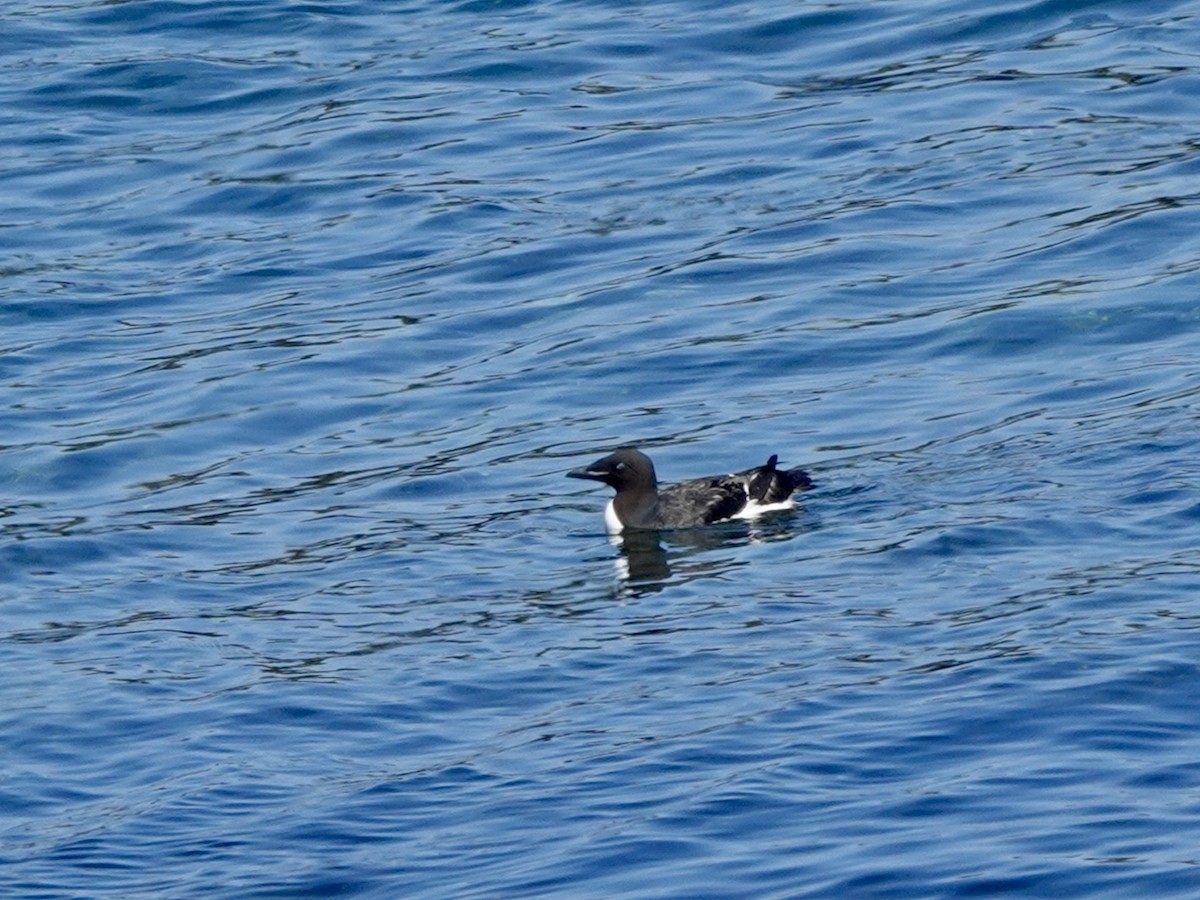 Thick-billed Murre - ML620162284