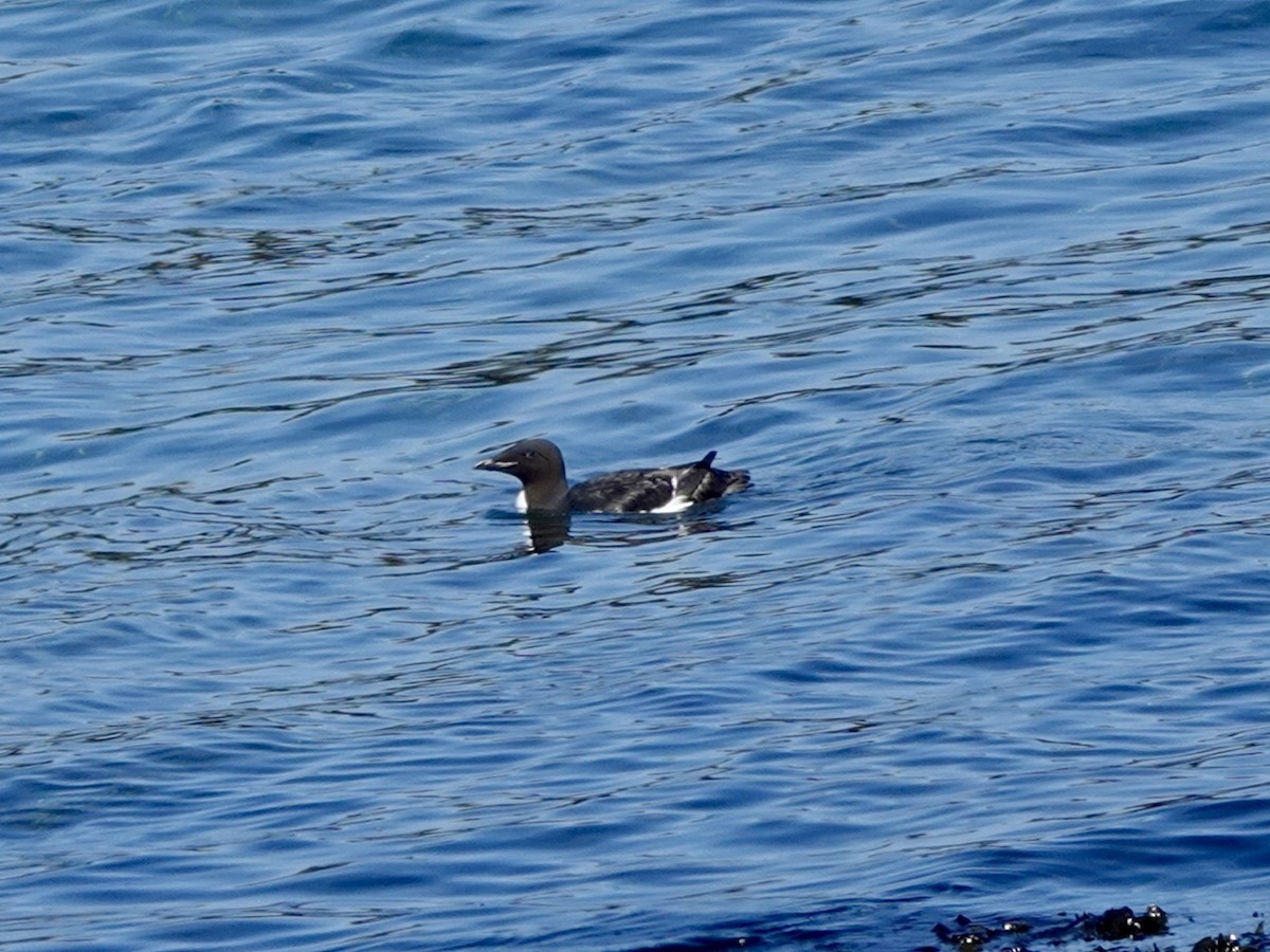 Thick-billed Murre - ML620162285