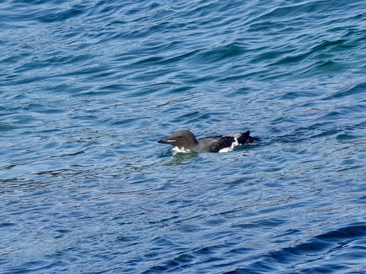 Thick-billed Murre - ML620162287