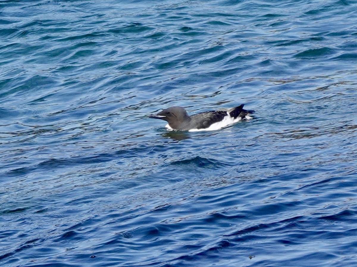 Thick-billed Murre - ML620162288