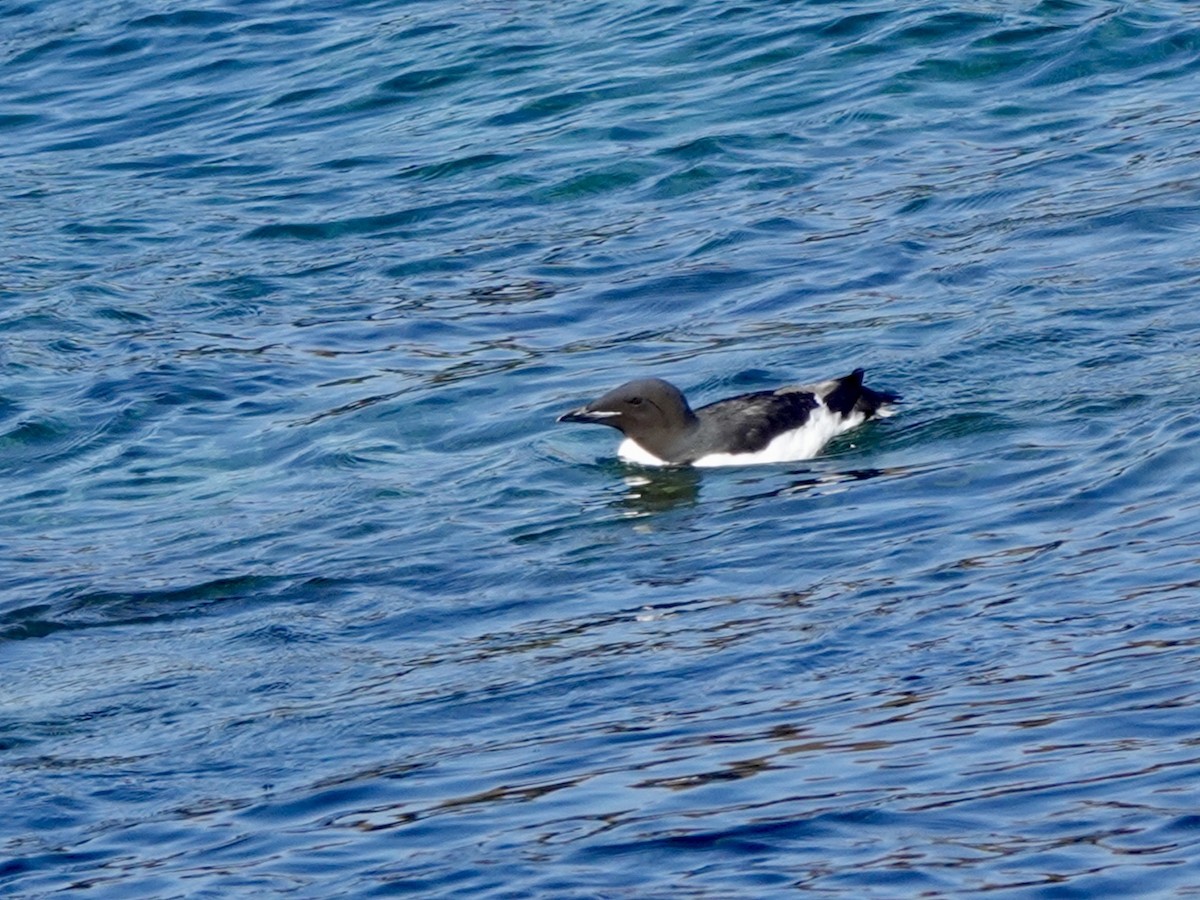 Thick-billed Murre - ML620162289