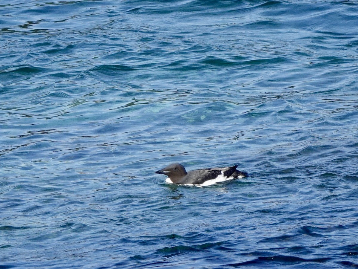 Thick-billed Murre - ML620162290