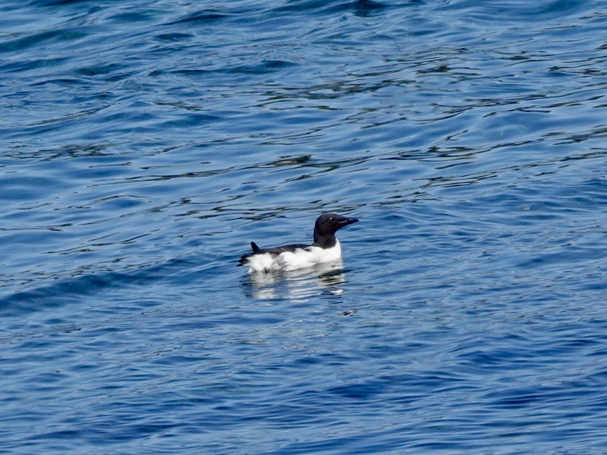Thick-billed Murre - ML620162291