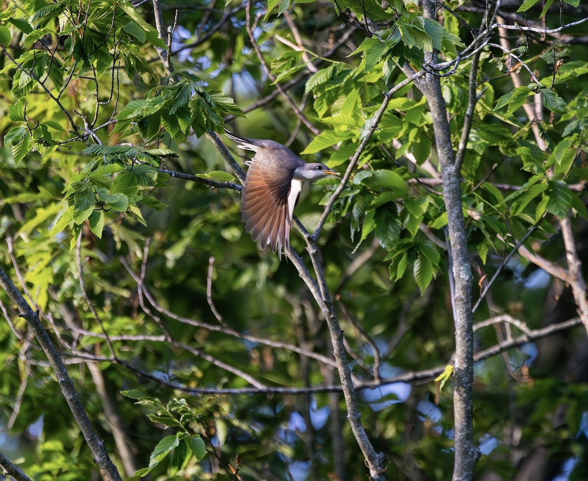 Yellow-billed Cuckoo - ML620162293