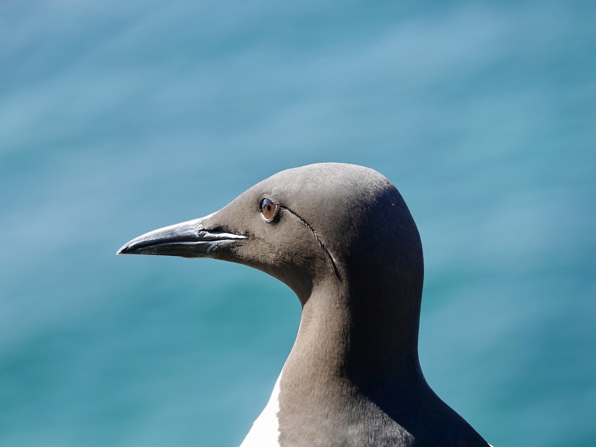 Common Murre - ML620162296