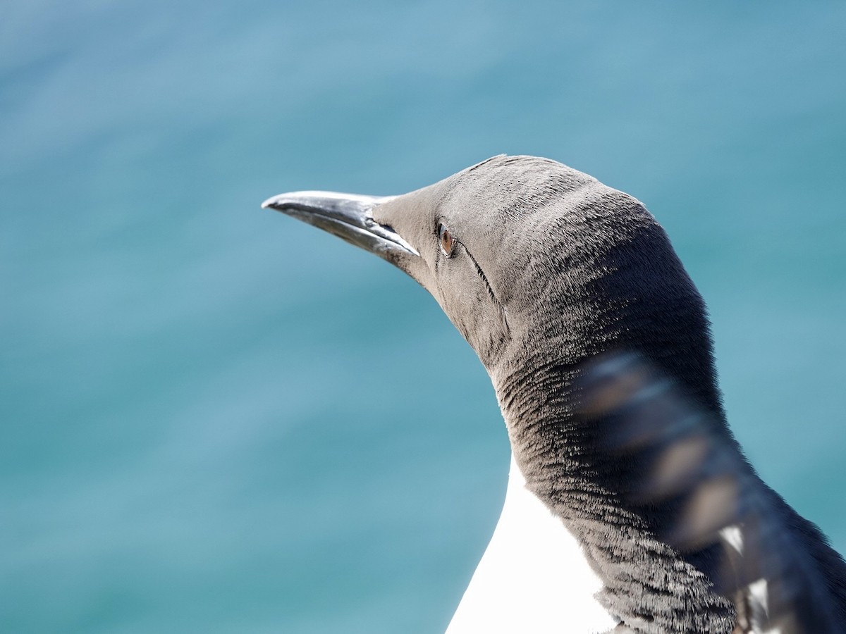 Common Murre - ML620162297