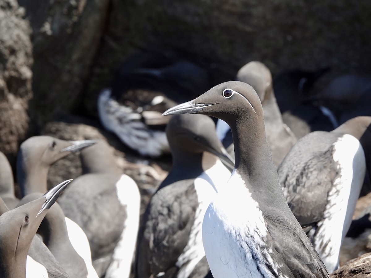 Common Murre - ML620162299