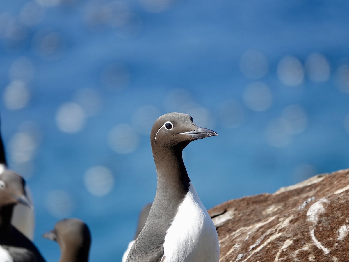 Common Murre - Andy Ryde