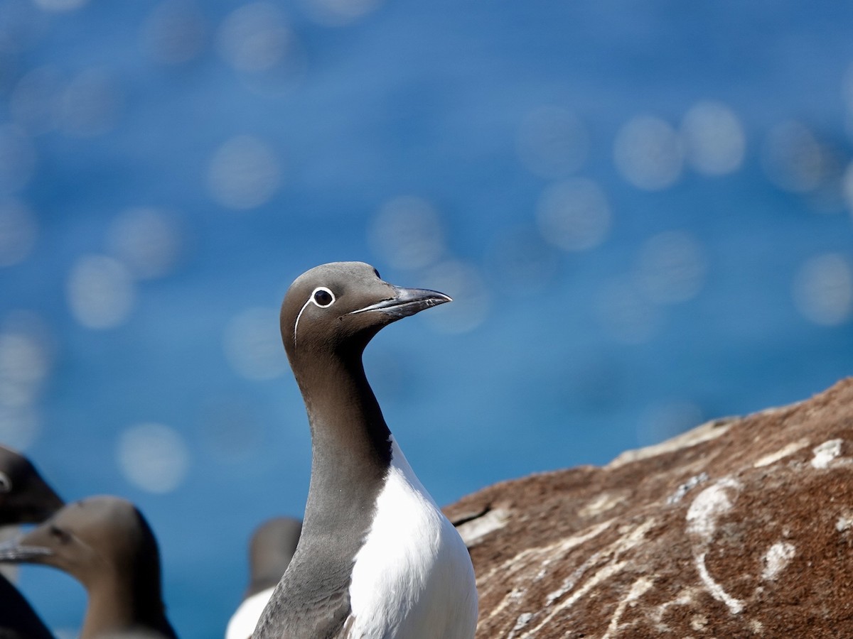 Common Murre - Andy Ryde