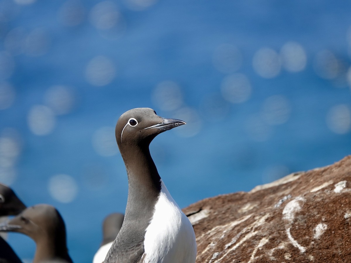 Common Murre - ML620162301