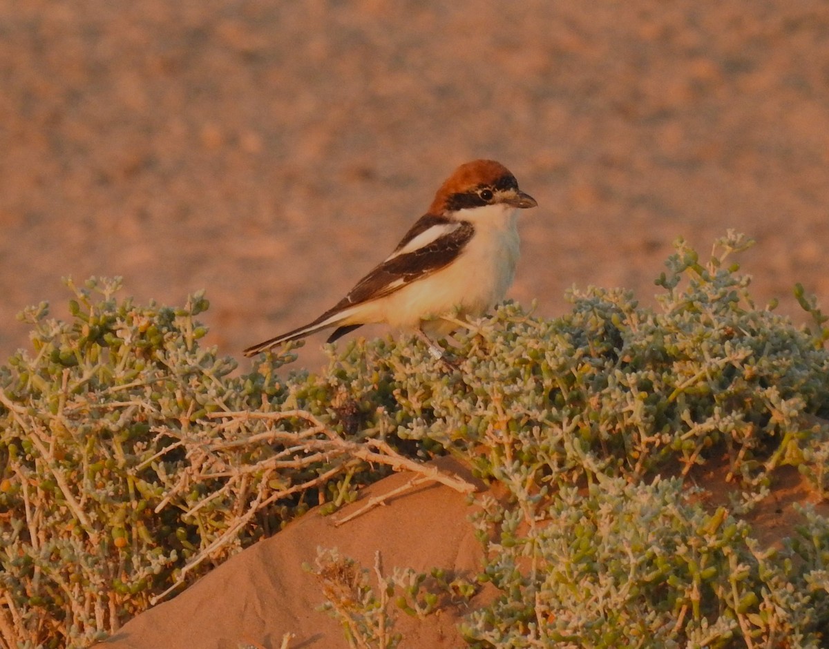 Woodchat Shrike - ML620162332