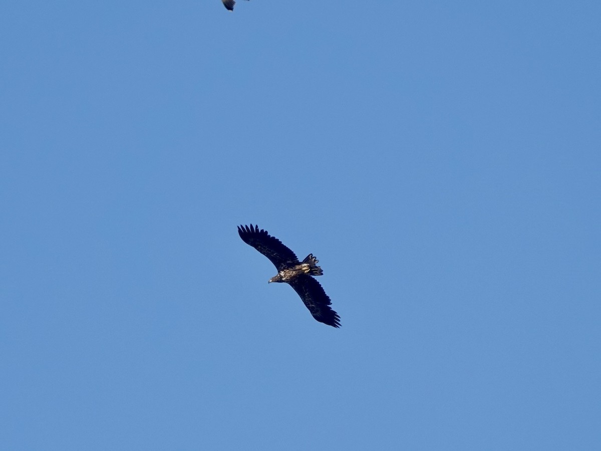 White-tailed Eagle - ML620162341